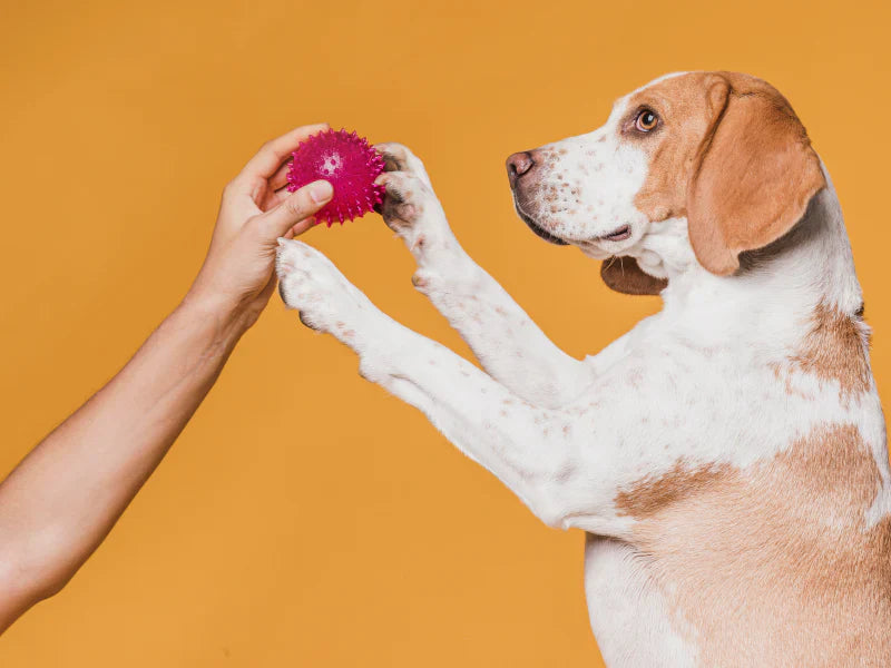 Pourquoi choisir un collier et une laisse en biothane pour votre chien ?